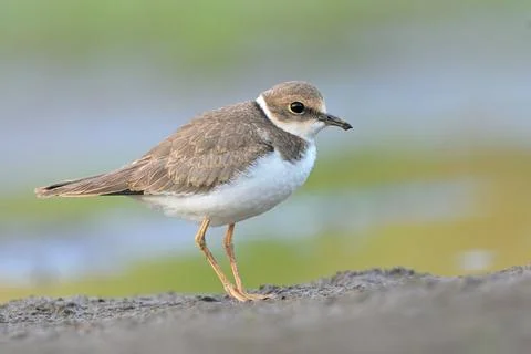 Litte ringed plover Charadrius dubius bird rain water in pond wetland wading Foto stock