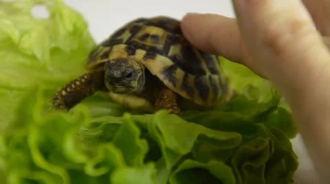 Litte turtle pet on the sheet of salad Stock Footage 68907877