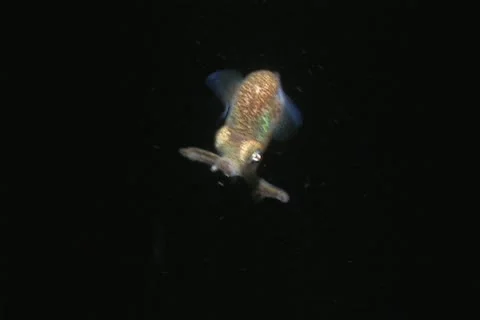 Littel cuttelfish 1 Stock Footage 12393946