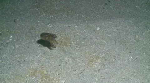 Littel cuttelfish 5 動画素材 12421956