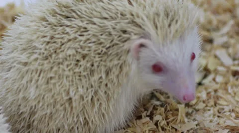 Littel hedgehog Stock Footage 25914486