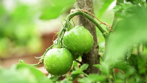 Littel insect on tomato plant Stock Footage 133180366