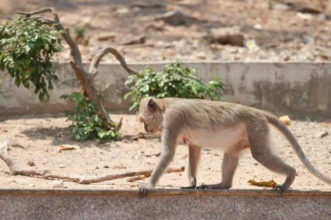 Littel monkey Stock Photos