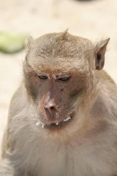 Littel monkey Stock Photos