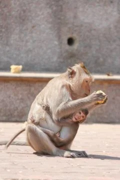 Littel monkey Stock Photos