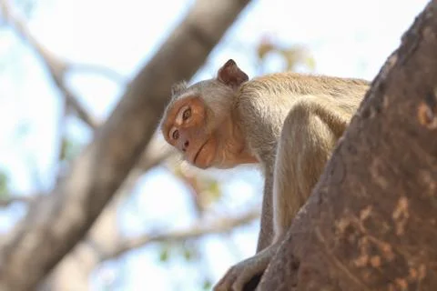 Littel monkey Foto stock