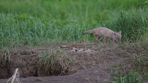 Littele fox hole calls her brother Stock Footage 85320427