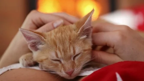 Litten sleep lying under protective hands - enjoy the warmth of fireplace Stock Footage 103821421