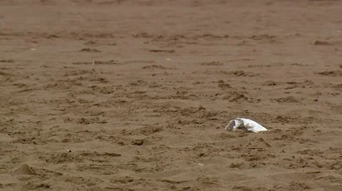 Litter on Beach Stock Footage 40747445