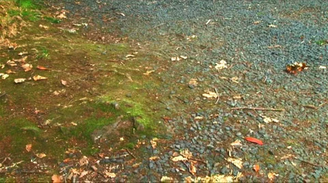 Litter from a car window Stock Footage 147062