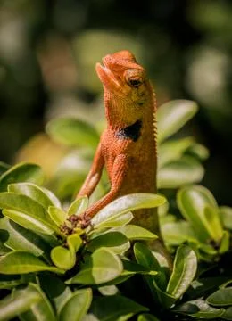 A litter Chameleon Stock Photos