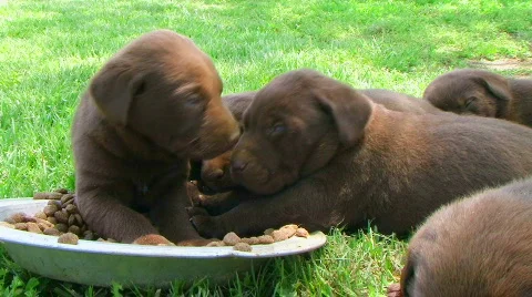 Litter Of Curious Puppies 動画素材 355345