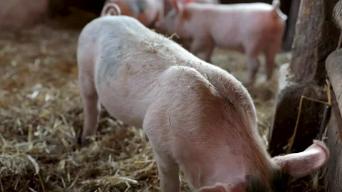 Litter drift of pigs in a cattle farm Stock Footage 208883293