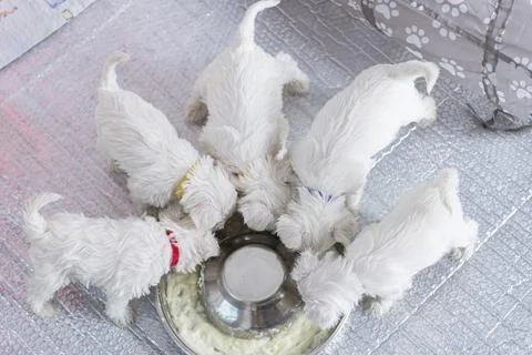 A litter of five small white fluffy puppies in a circle eating from a bowl Foto stock