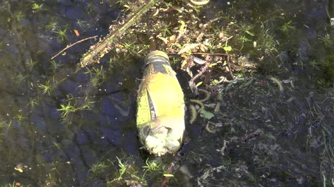 Litter Floating In A Lake Stock Footage 152233014