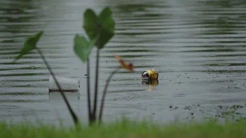 Litter floating on the river side Stock Footage 254190816