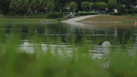 Litter floating on the river surface Stock Footage 254191328