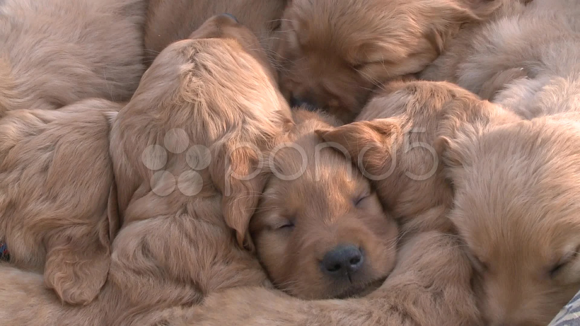 golden retriever puppies cuddling