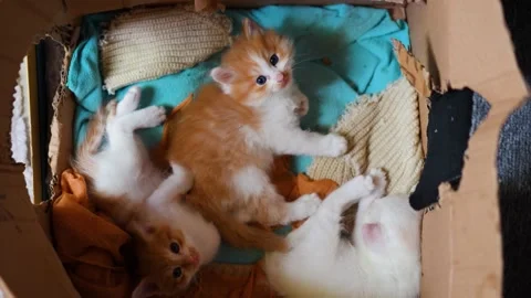 Litter of kittens lying together Stock Footage 218286130