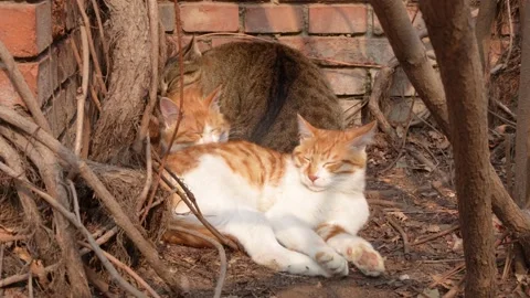A litter of kittens lying together Video stock 235543799