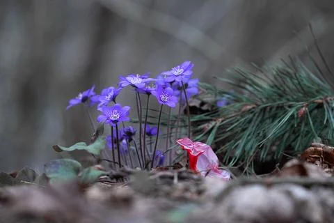 Litter in Nature  Candy Wrapper Next to Spring Flowers in the Forest Stock Photos