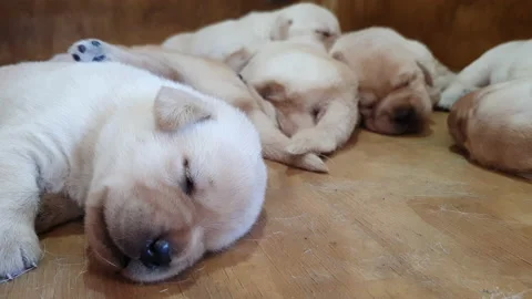 A litter of one week old blond Labrador puppies sleeps swetly Stock Footage 142790731