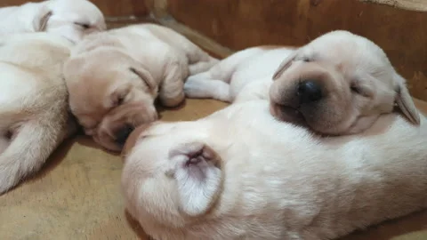 A litter of one week old blond Labrador puppies sleeps sweetly after breastfe Stock Footage 142800741