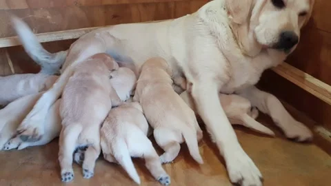 A litter of one week old blond Labrador puppies sucking milk Stock Footage 142932065