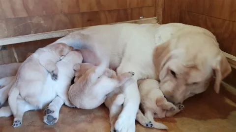 A litter of one week old blond Labrador puppies sucking from the mother's bre Stock Footage 142932122