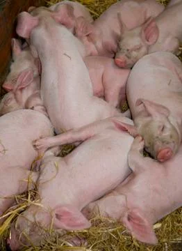 Litter of Piglets Stock Photos