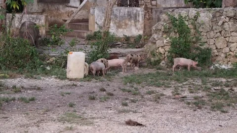 Litter of piglets in a yard. Sow and piglets looking for food. Stock Footage 136687754