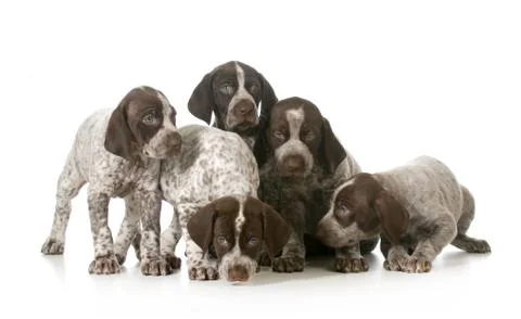Litter of puppies Stock Photos