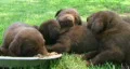 Litter Of Puppies Sleeping HD Footage