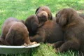 Litter Of Puppies Sleeping Footage