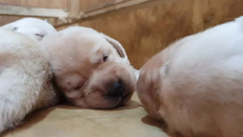 A litter of two week old blond Labrador puppies sleeps sweetly Stock Footage 142795948