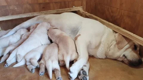 A litter of two week old blond Labrador puppies sucking milk Stock Footage 142932073