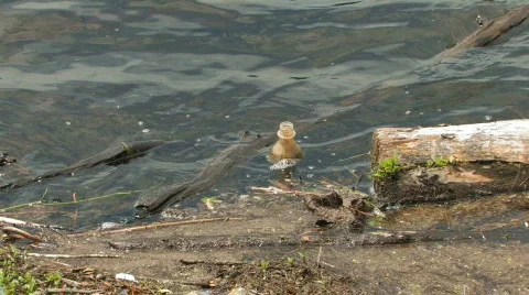 Litter in the waterways Stock Footage 119128