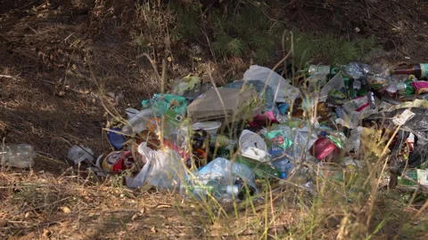 Litter in the Woods Close Up Stock Footage 284608514
