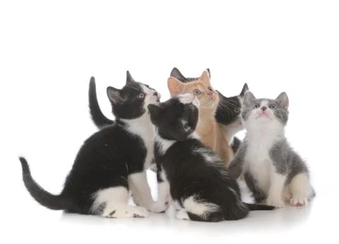 Litter of young kittens Stock Photos