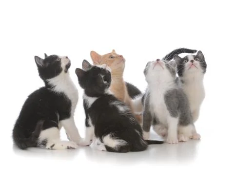 Litter of young kittens Stock Photos