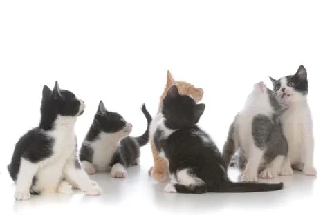 Litter of young kittens Stock Photos