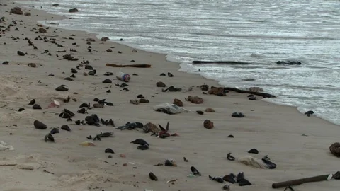 A littered beach Stock Footage 310537393