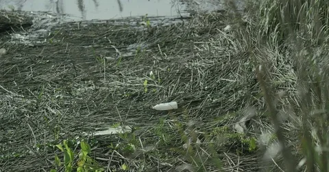 Littered Marshland 4K Vídeos de archivo 84000685