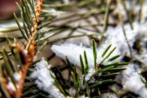 Littered spruce pine branch, close-up Stock Photos