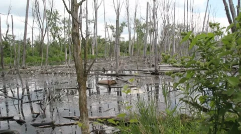 Littered Swamp 動画素材 8506848