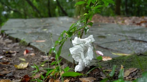 Littering in Nature Concept - Trash Stuck in Tree Sapling in Beautiful Forest Stock Footage 106619931