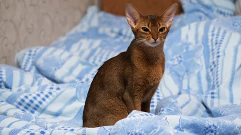 Little abyssinian cat sitting on the bed. Beautiful abyssinian kitten Stock Footage 146184367