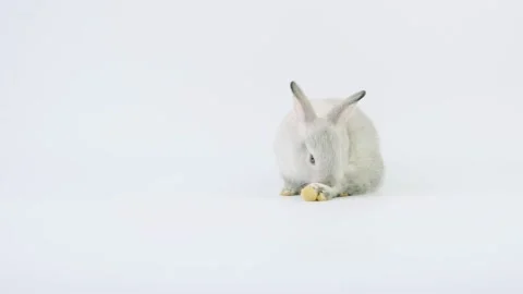 Little adoable grey rabbit clean its back leg on white background. Stock Footage 147088979