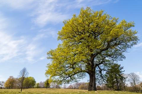 Little and large trees Stock Photos