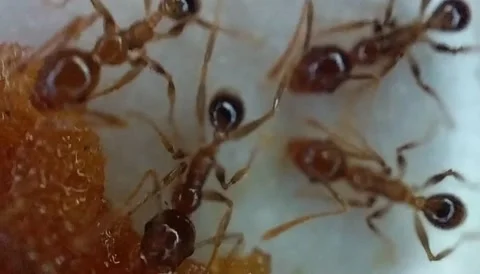 This little ant animal eats plam sugar Stock Footage 220286977